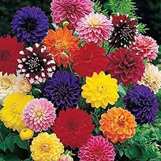 Floristería. Bulbos de flores en Amazon. Plantas en Galicia.