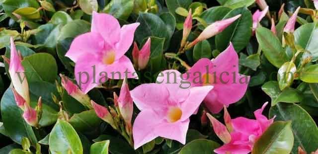 Una Dipladenia trepadora con flores rosadas.