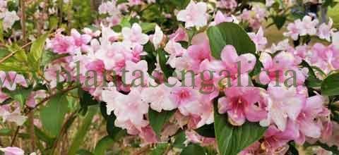 Floristería. @plantasengalicia imagen de una Weigela en flor.