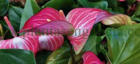 Floristería. @plantasengalicia imagen de un Anthurium Livium.